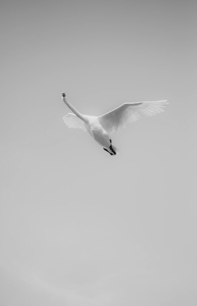 Gallery Air Freedom Img 1