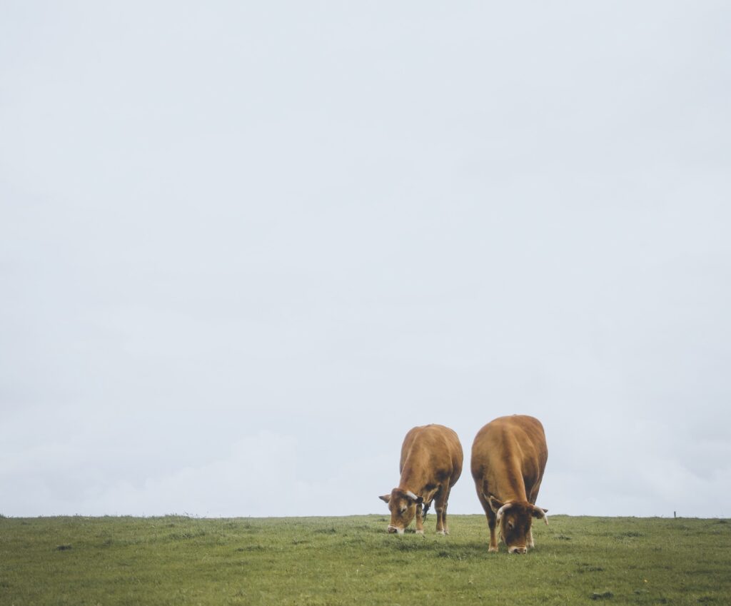 Gallery Earth Dinner for Two
